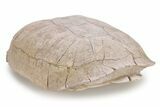 Fossil Female Tortoise (Testudo) Shell - South Dakota #249243-2